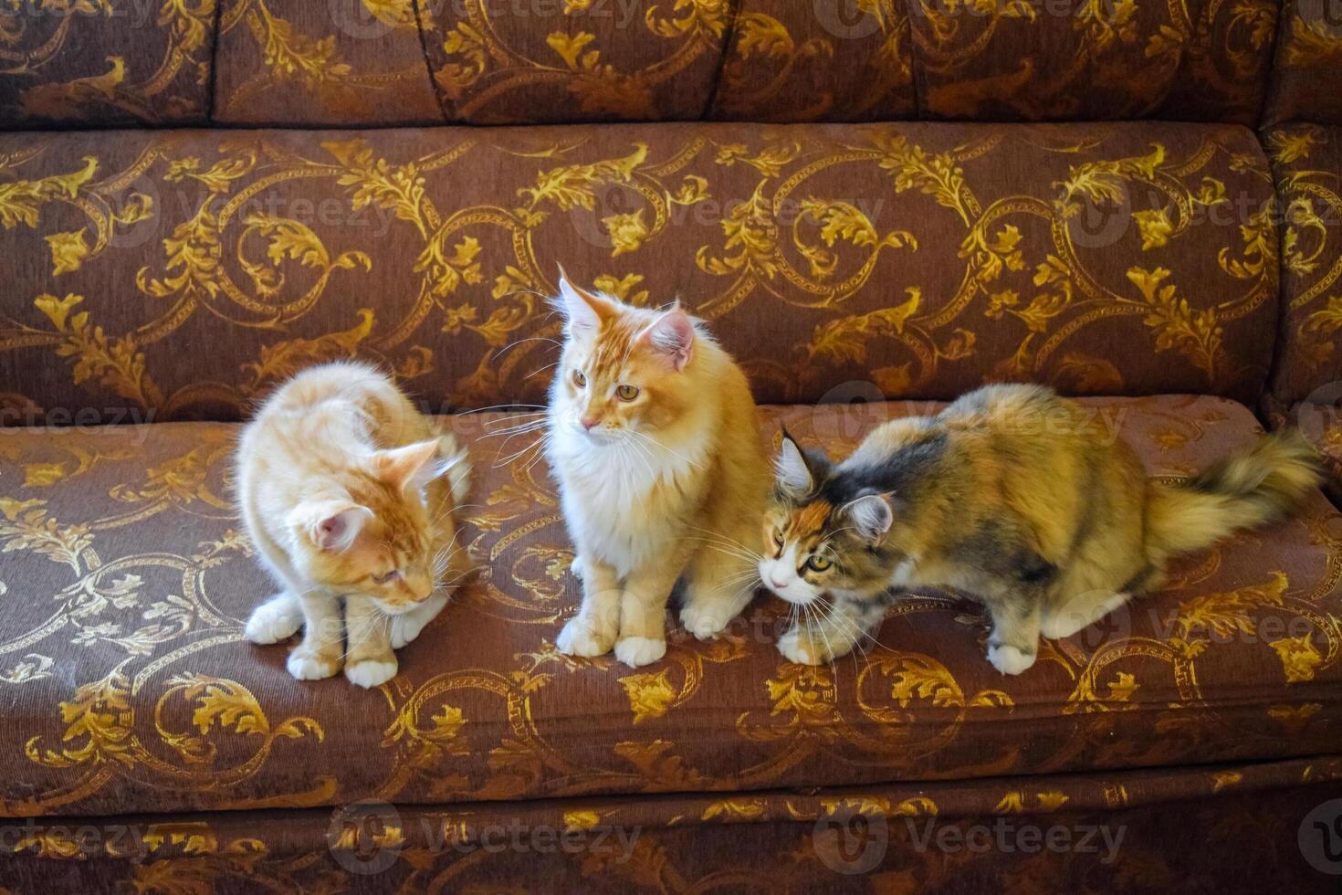 Giant maine coon cat. Mainecoon cat, Breeding of purebred cats at home photo