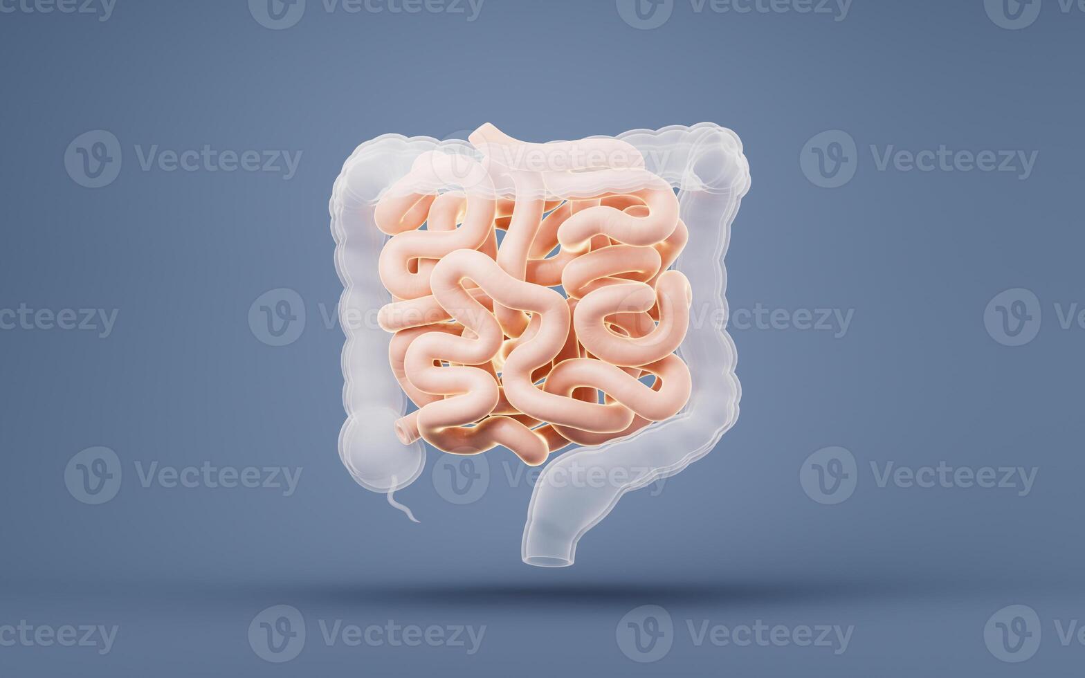 Intestinal tract with digestive health concept, 3d rendering. photo