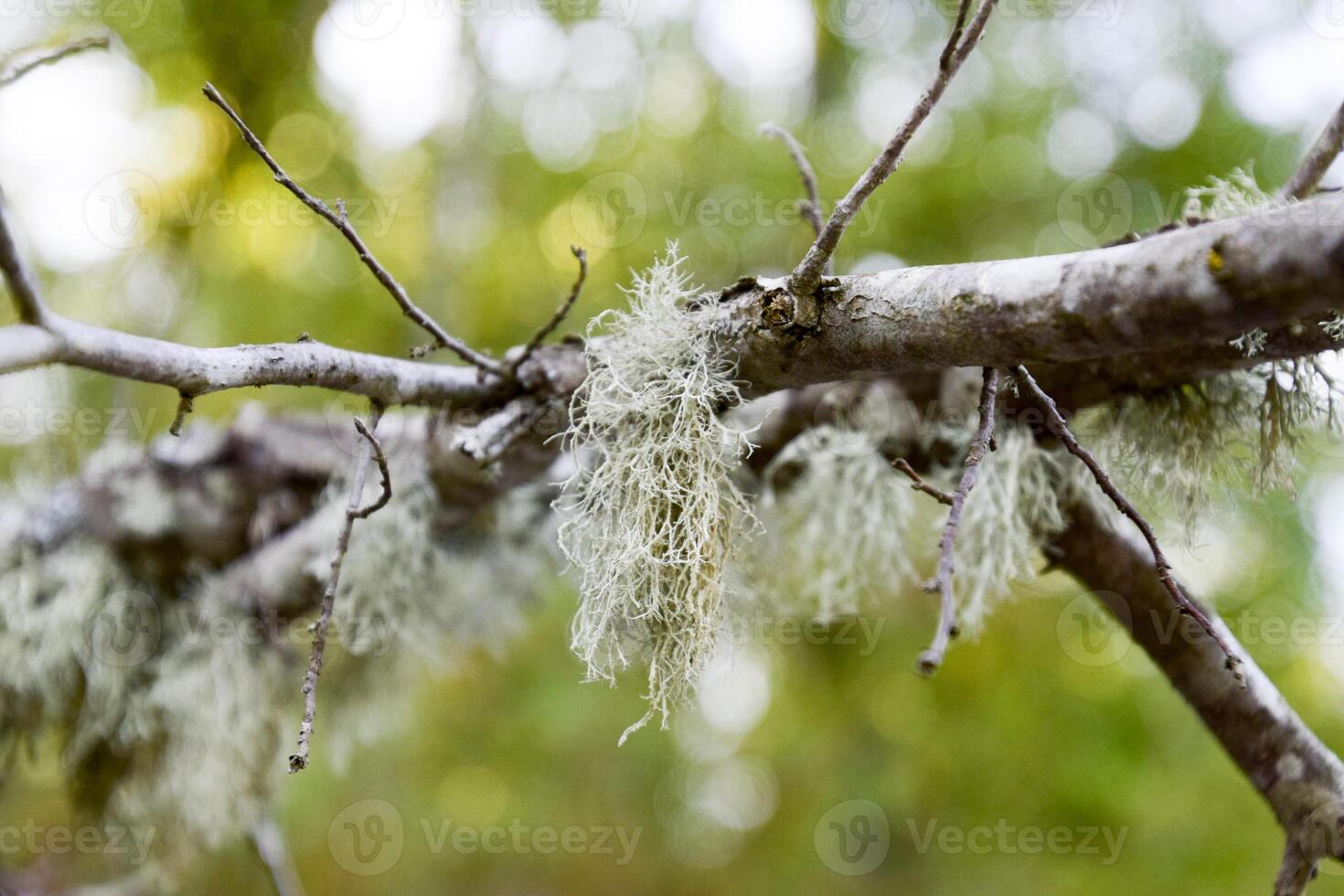 Moss on a tree branch. Green moss on a dead dead tree branch. photo