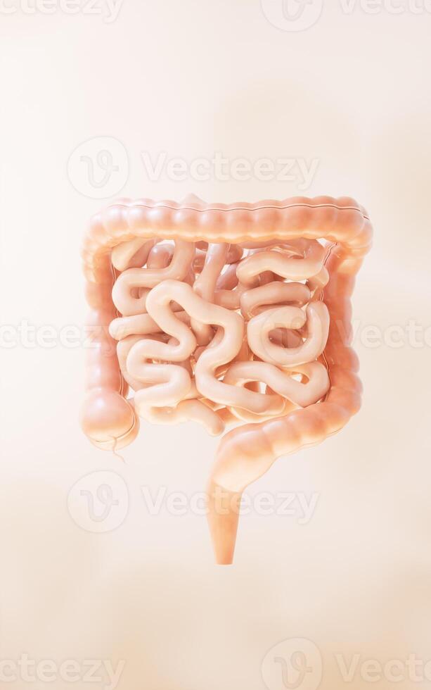 Intestinal tract with digestive health concept, 3d rendering. photo