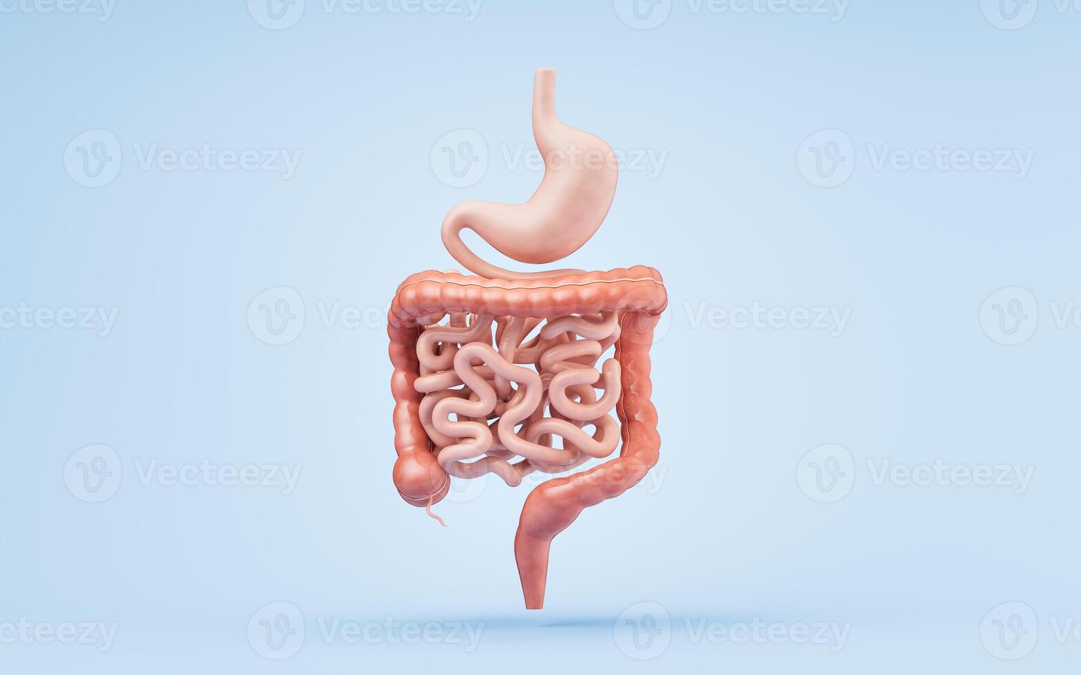 estómago y intestinal tracto, 3d representación. foto