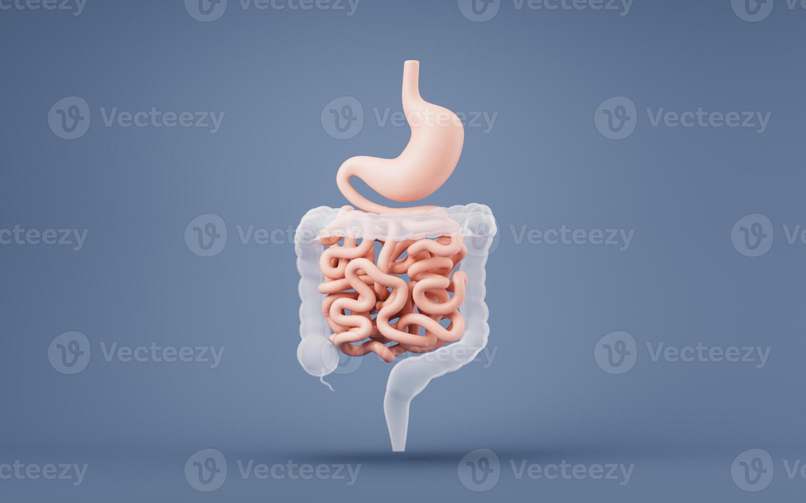 estómago y intestinal tracto, 3d representación. foto