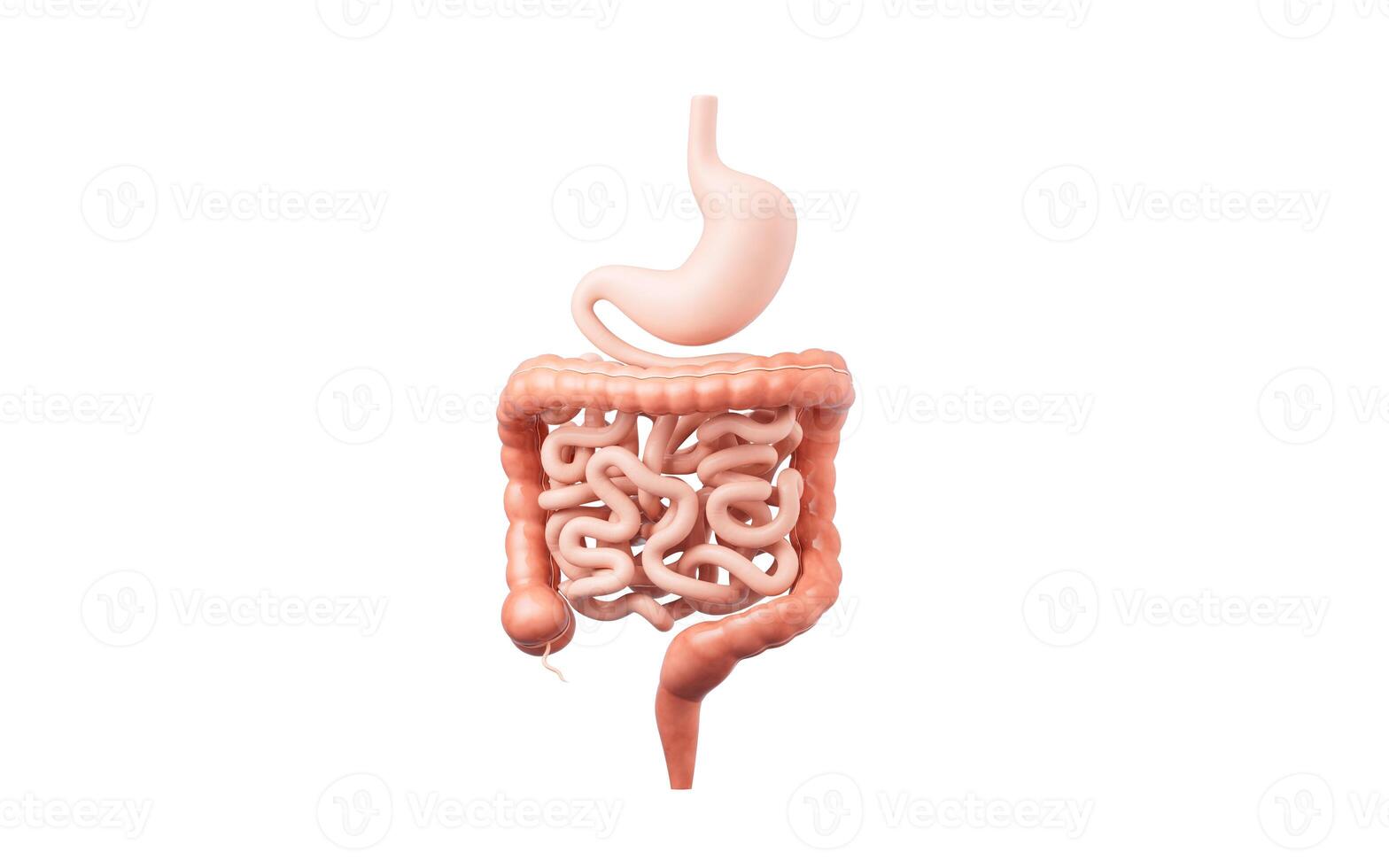 estómago y intestinal tracto, 3d representación. foto