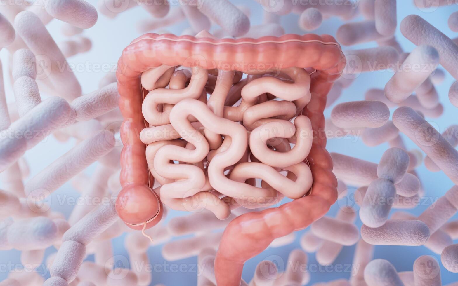 Intestinal tract with digestive health concept, 3d rendering. photo