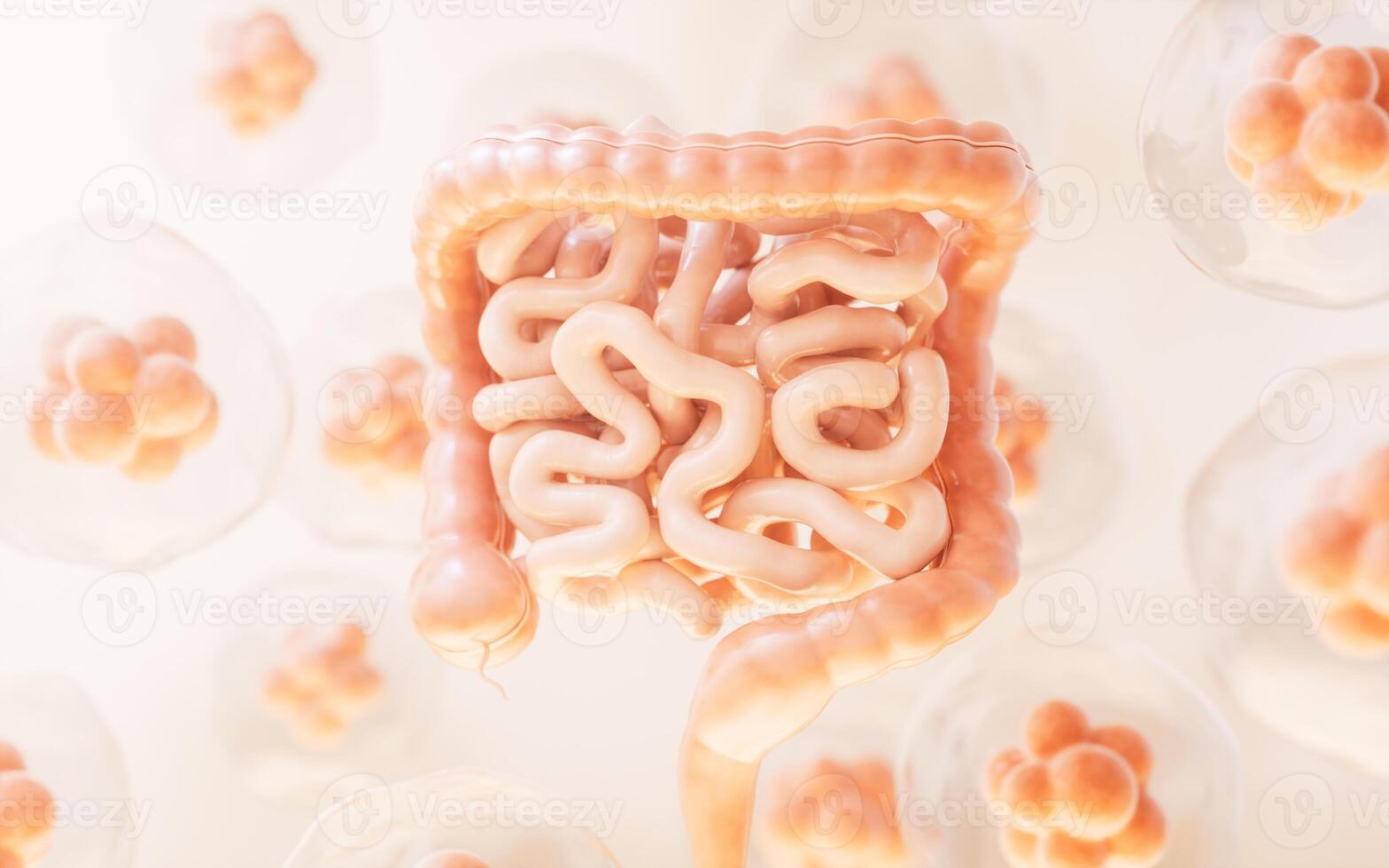 Intestinal tract with digestive health concept, 3d rendering. photo