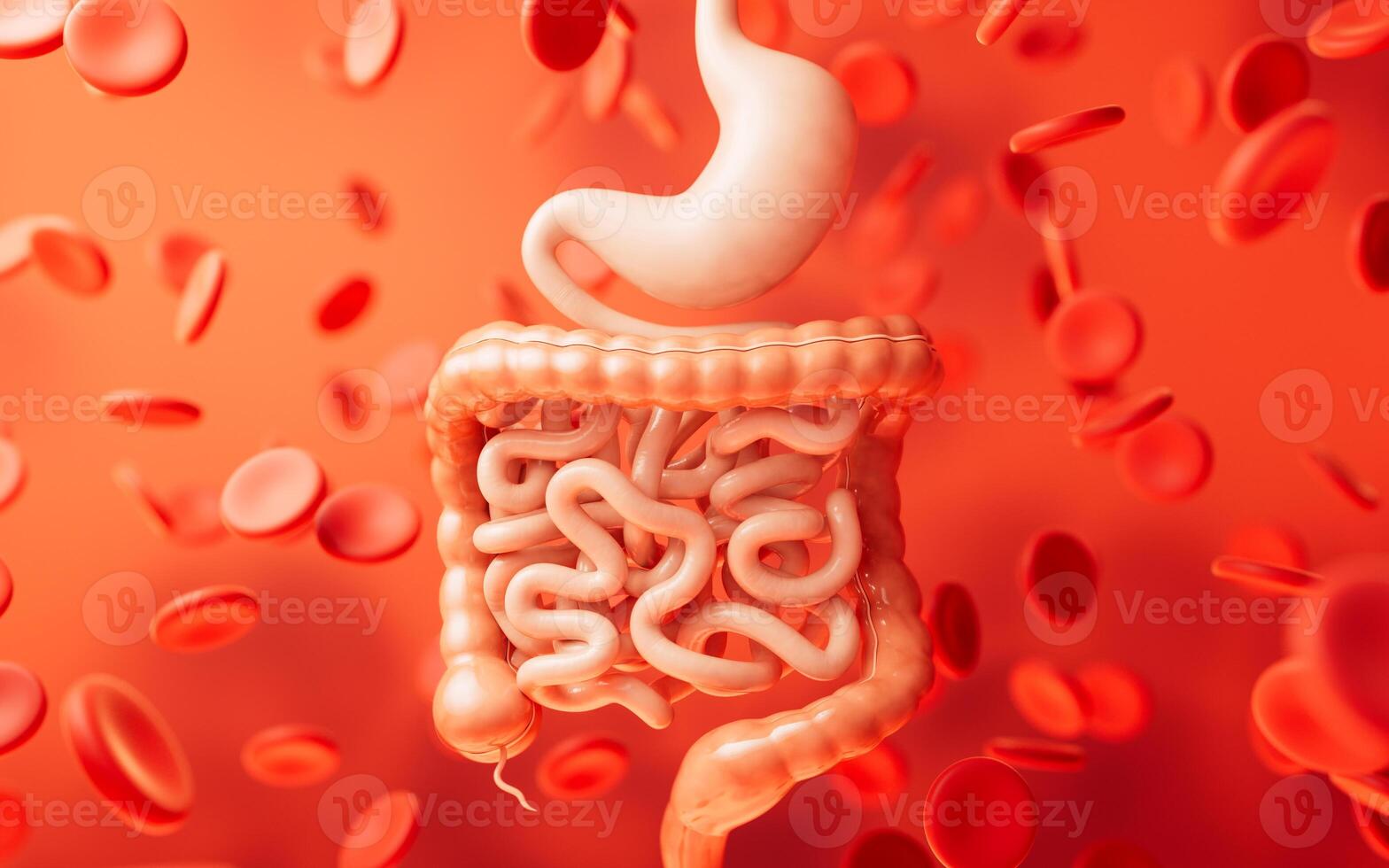 Stomach and intestinal tract, 3d rendering. photo