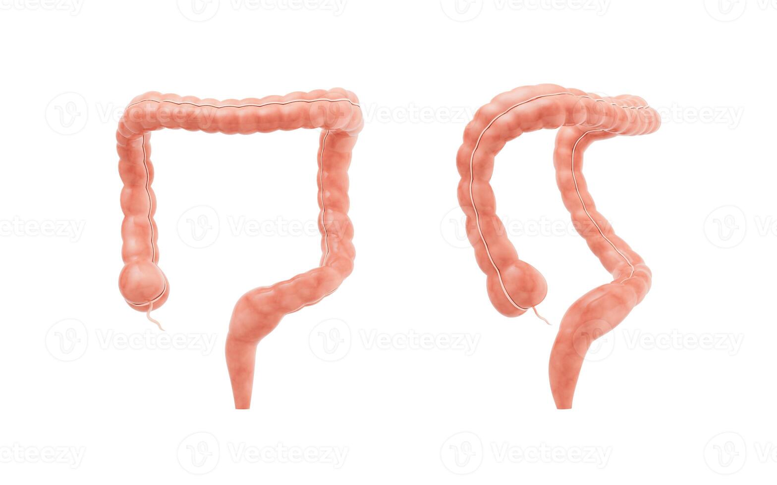 Intestinal tract with digestive health concept, 3d rendering. photo