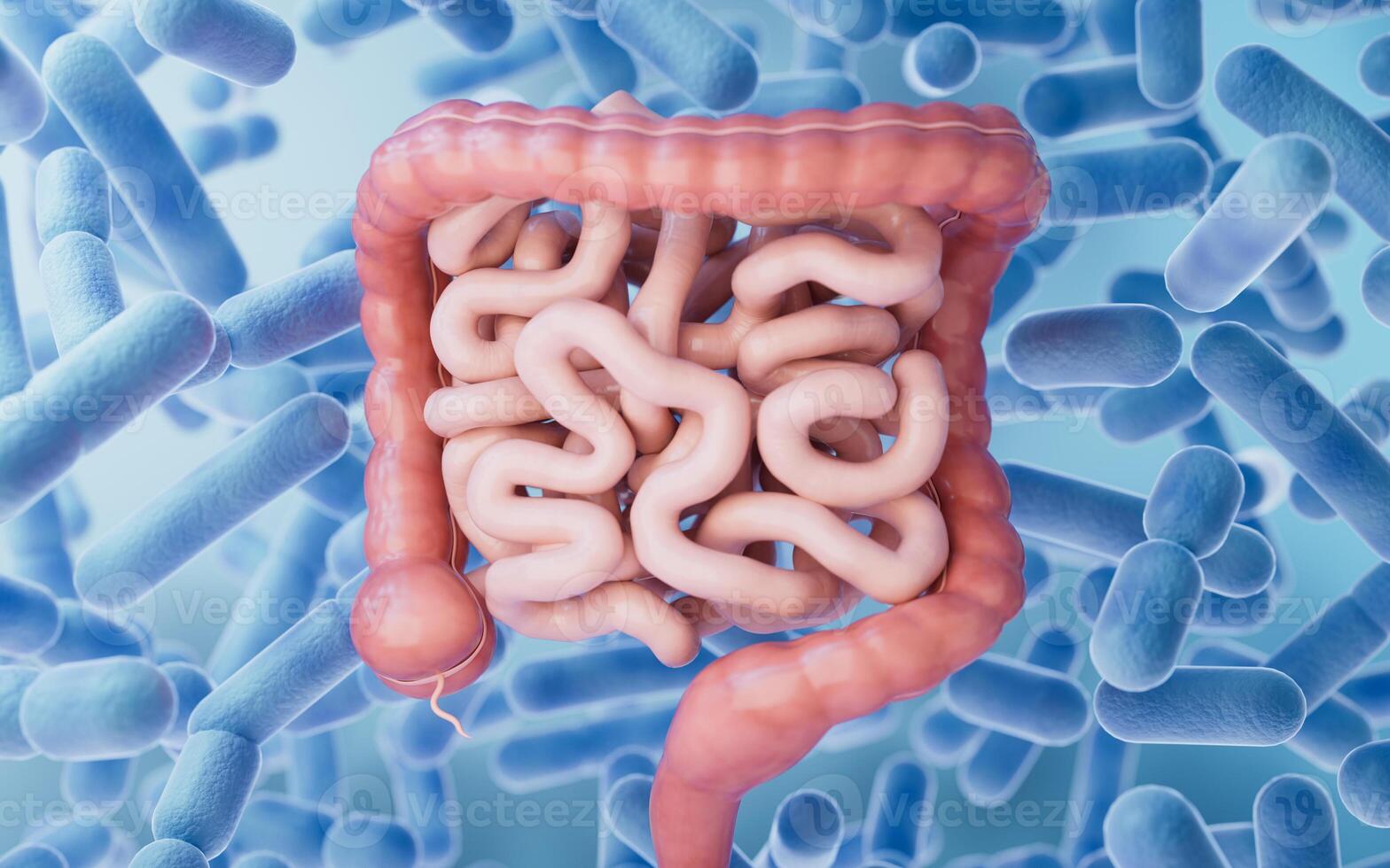 Intestinal tract with digestive health concept, 3d rendering. photo