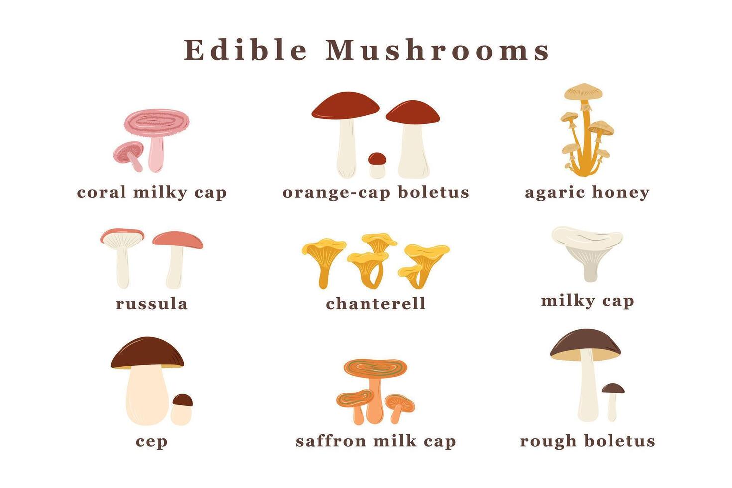 large set of edible mushrooms. Isolated vector illustration.