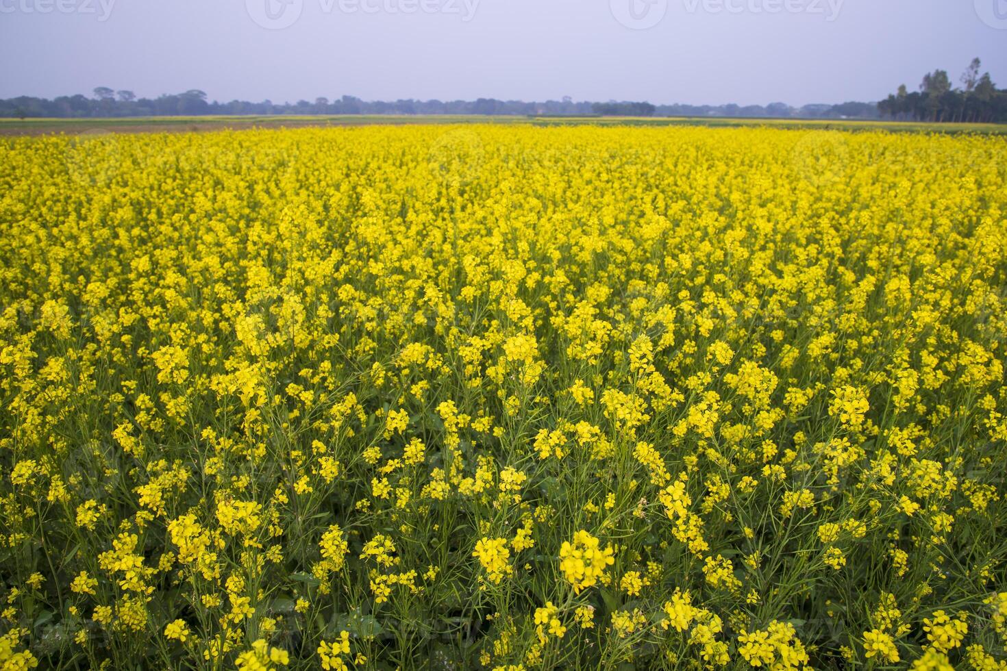 Beautiful Floral Landscape View of Rapeseed  in a field with blue sky in the countryside of Bangladesh photo