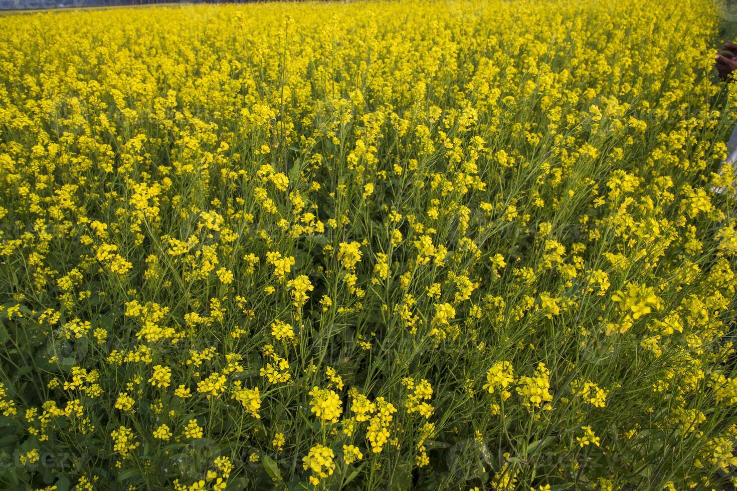 Blooming Yellow Rapeseed flowers in the field.  can be used as a floral texture background photo