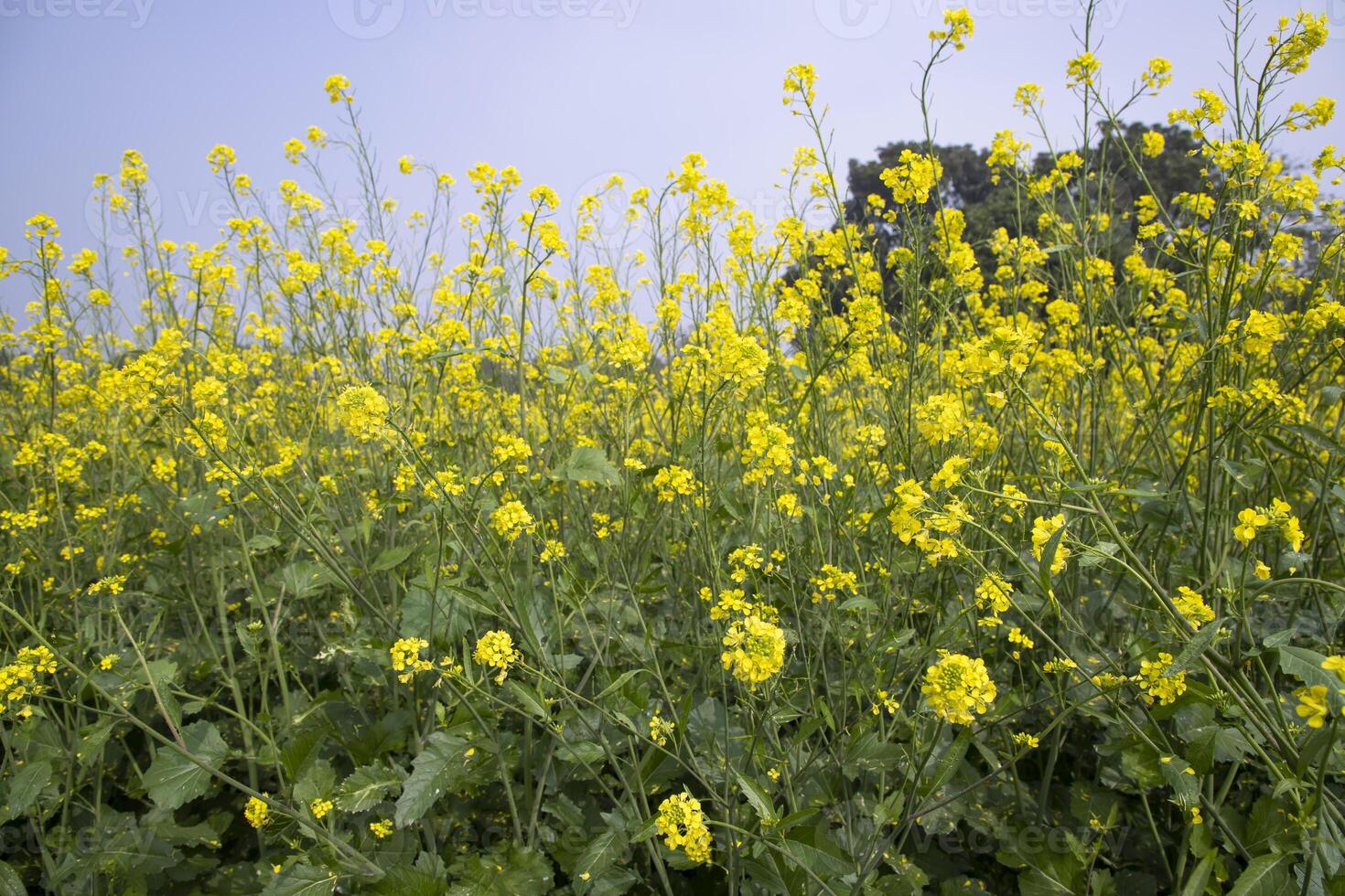 Outdoor yellow Rapeseed Flowers Field Countryside of Bangladesh photo