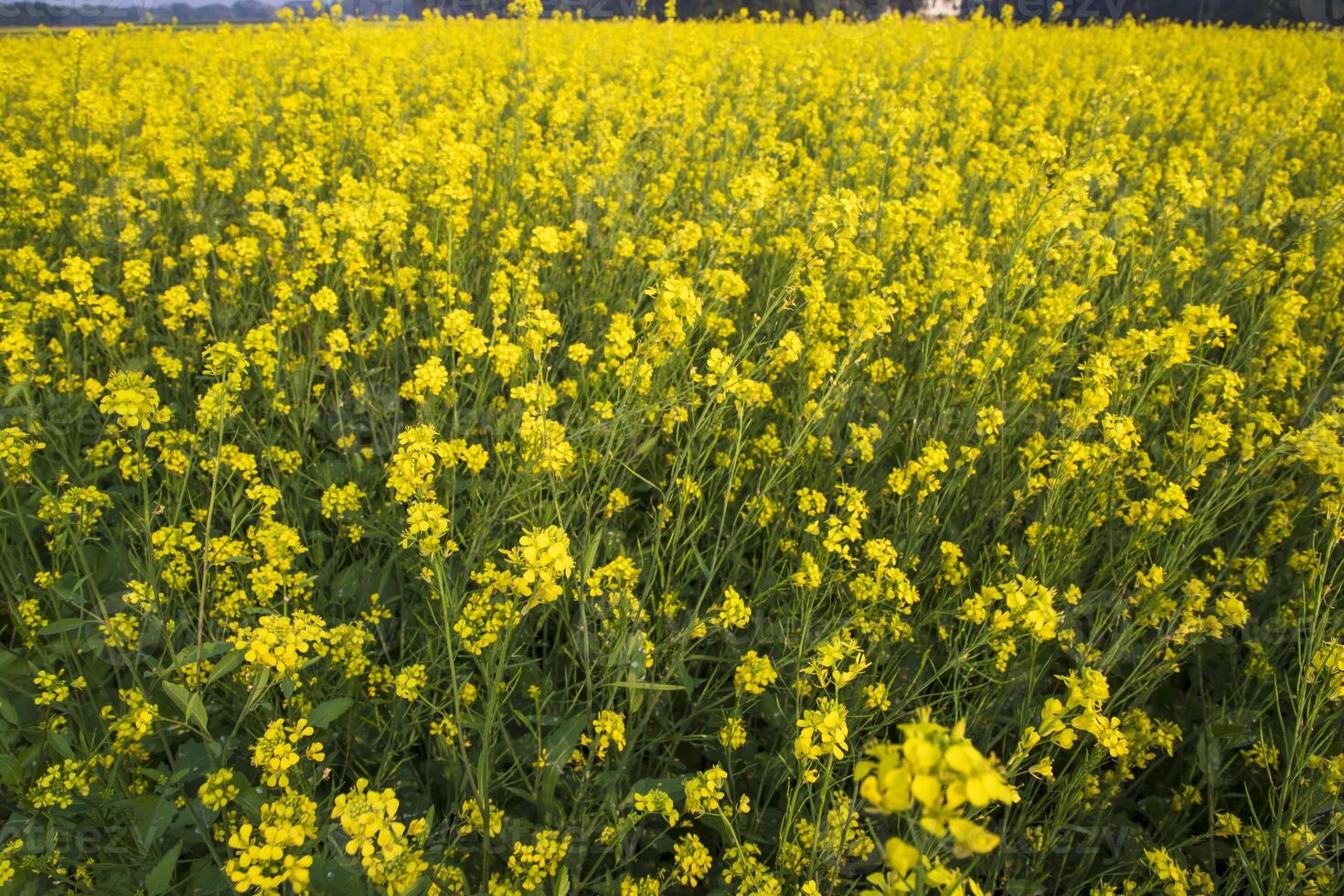 Blooming Yellow Rapeseed flowers in the field.  can be used as a floral texture background photo