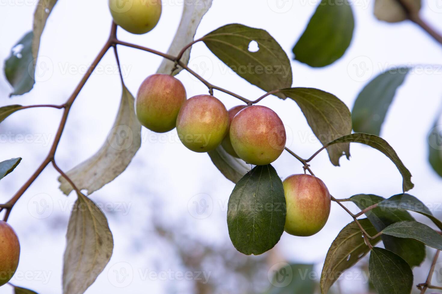 Red jujube fruits or apple kul boroi on a branch in the garden. Selective Focus with Shallow depth of field photo