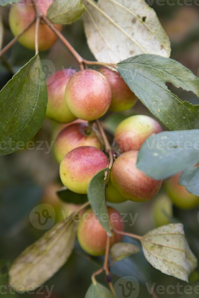rojo pastilla frutas o manzana kul boroi en un rama en el jardín. selectivo atención con superficial profundidad de campo foto