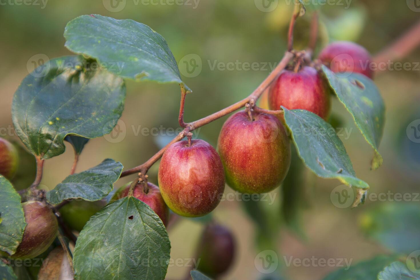 Red jujube fruits or apple kul boroi on a branch in the garden. Selective Focus with Shallow depth of field photo