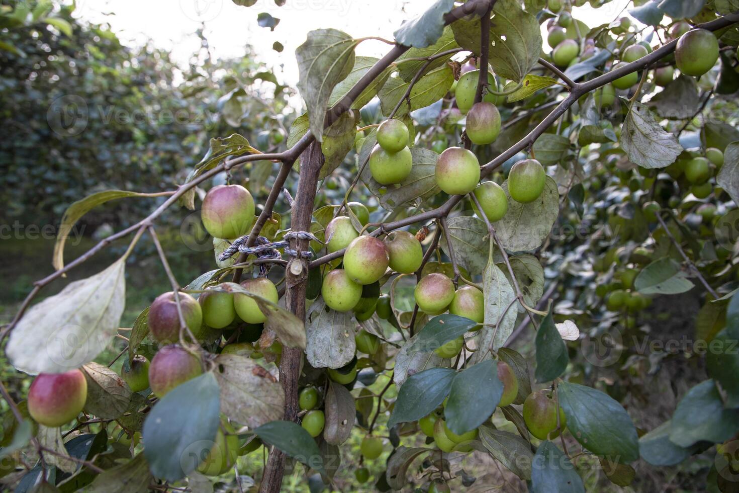 Fruta árbol con inmaduro rojo pastilla frutas o manzana kul boroi en el jardín foto