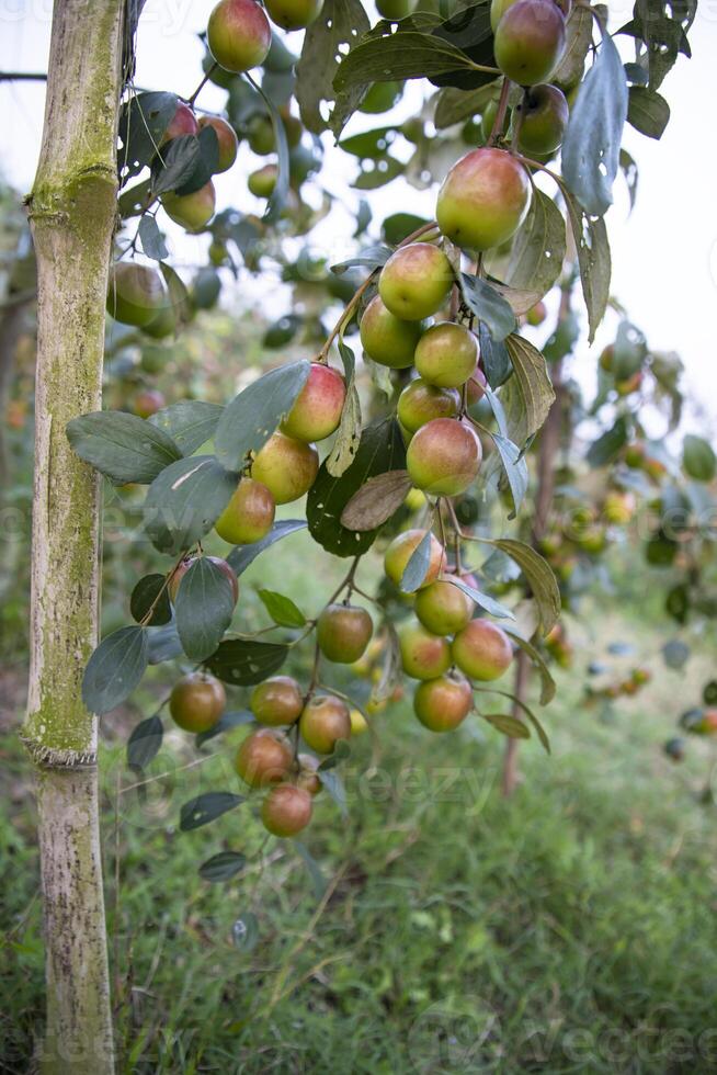 Fruit tree with unripe Red jujube fruits or apple kul boroi  in the garden photo