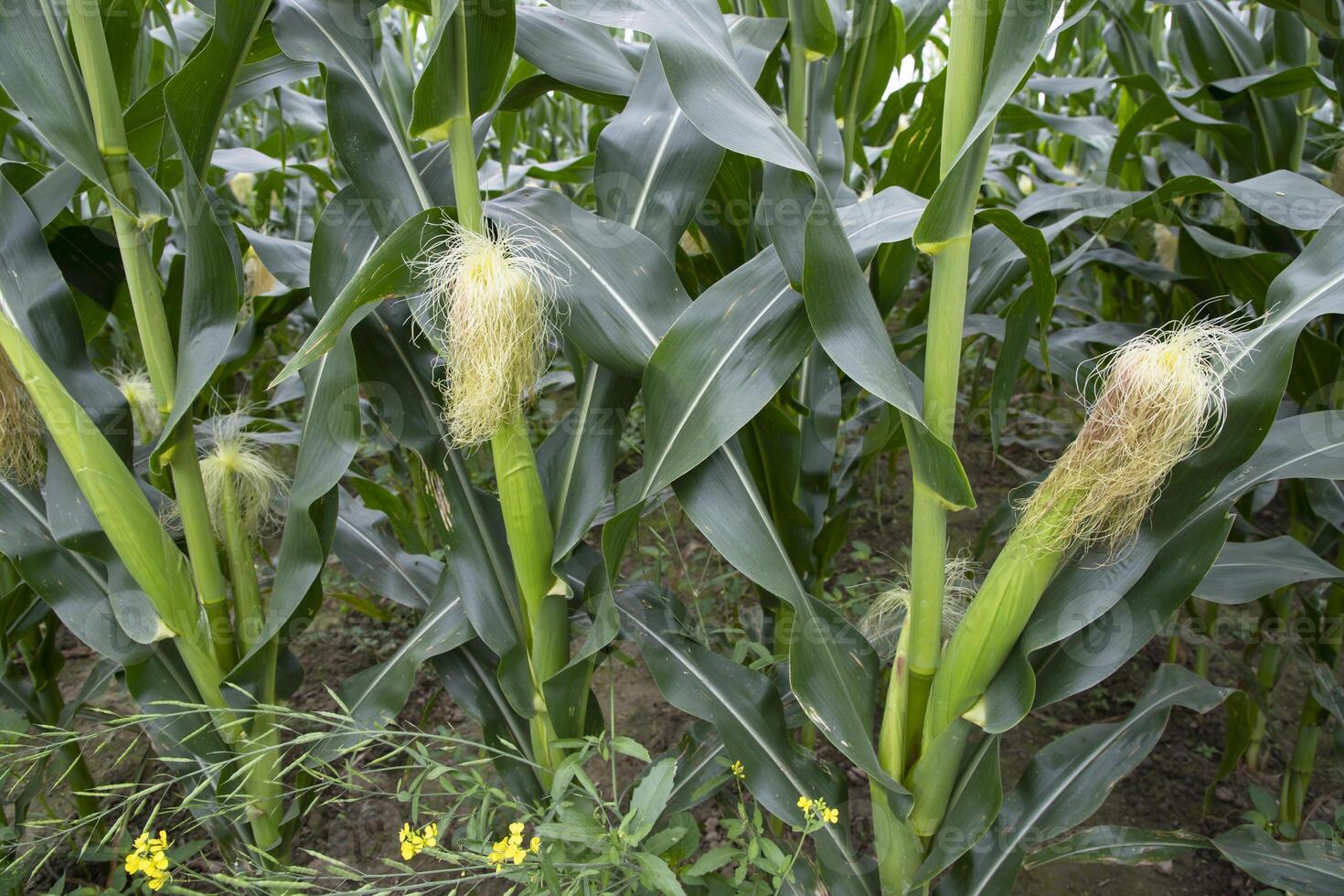 agricultural field of corn with young maize cobs growing on the  farm photo