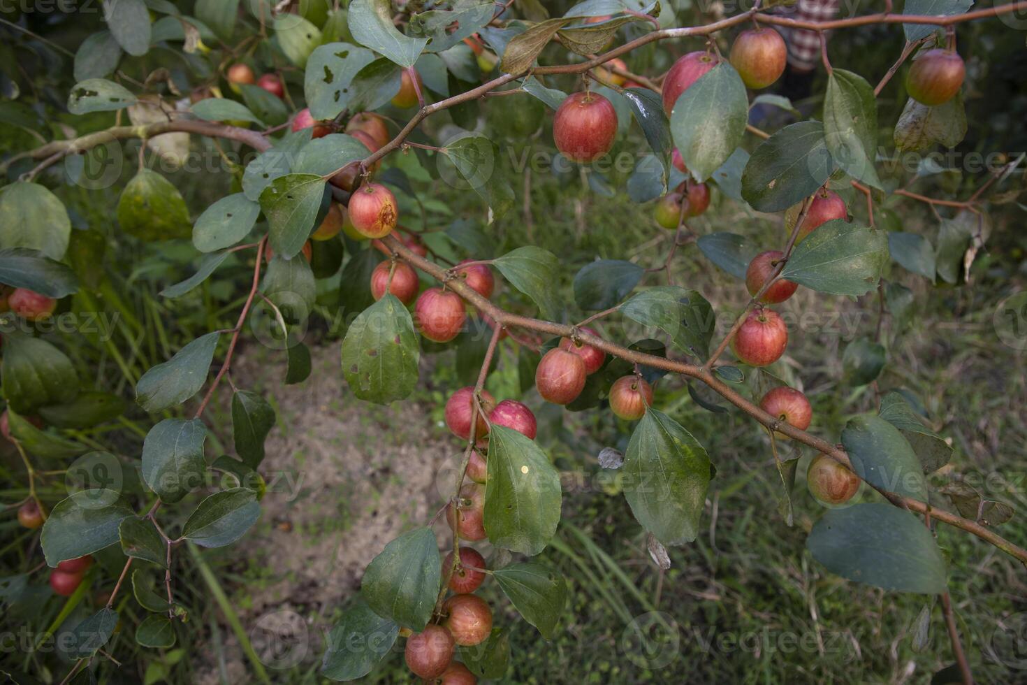 Fruta árbol con inmaduro rojo pastilla frutas o manzana kul boroi en el jardín foto