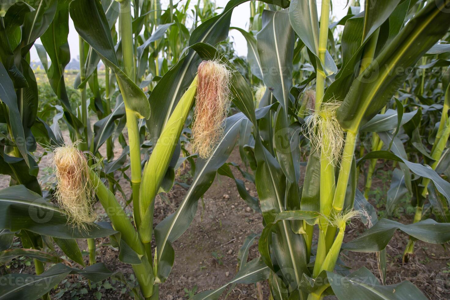 agricultural field of corn with young maize cobs growing on the  farm photo