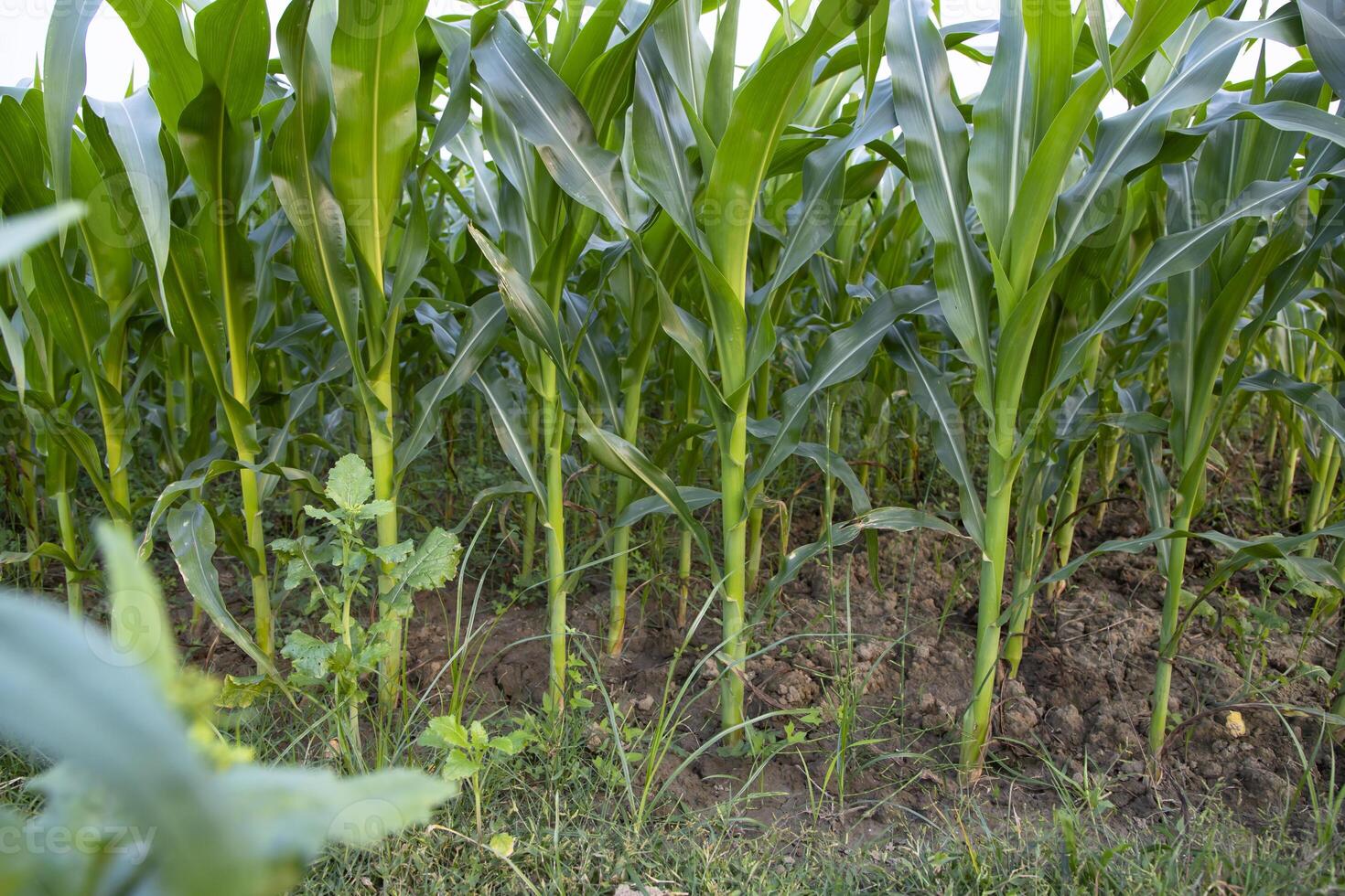 Agriculture corn fields growing in the harvest countryside of Bangladesh photo