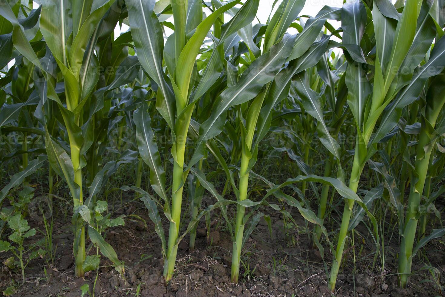 Agriculture corn fields growing in the harvest countryside of Bangladesh photo