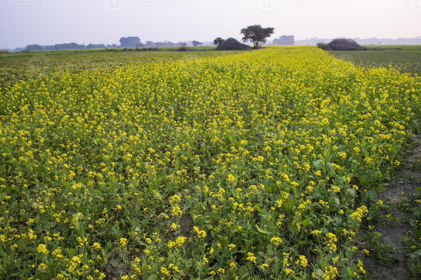 Beautiful Floral Landscape View of Rapeseed  in a field with blue sky in the countryside of Bangladesh photo