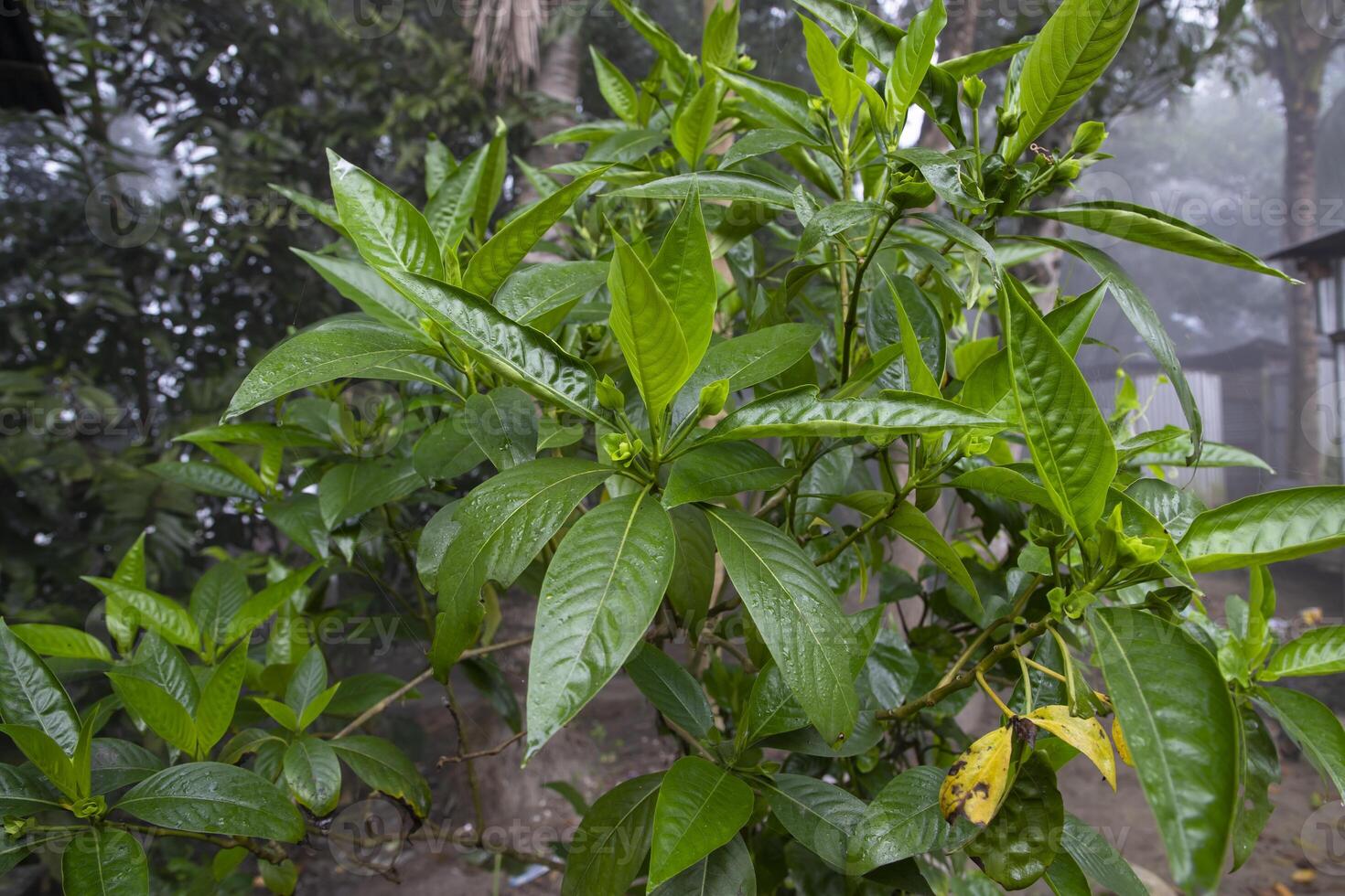 Close-up view of herbal leaves  Justicia adhatoda, commonly known in English as Malabar nut, adulsa, adhatoda, vasa, vasaka, is a medicinal plant native to Asia photo