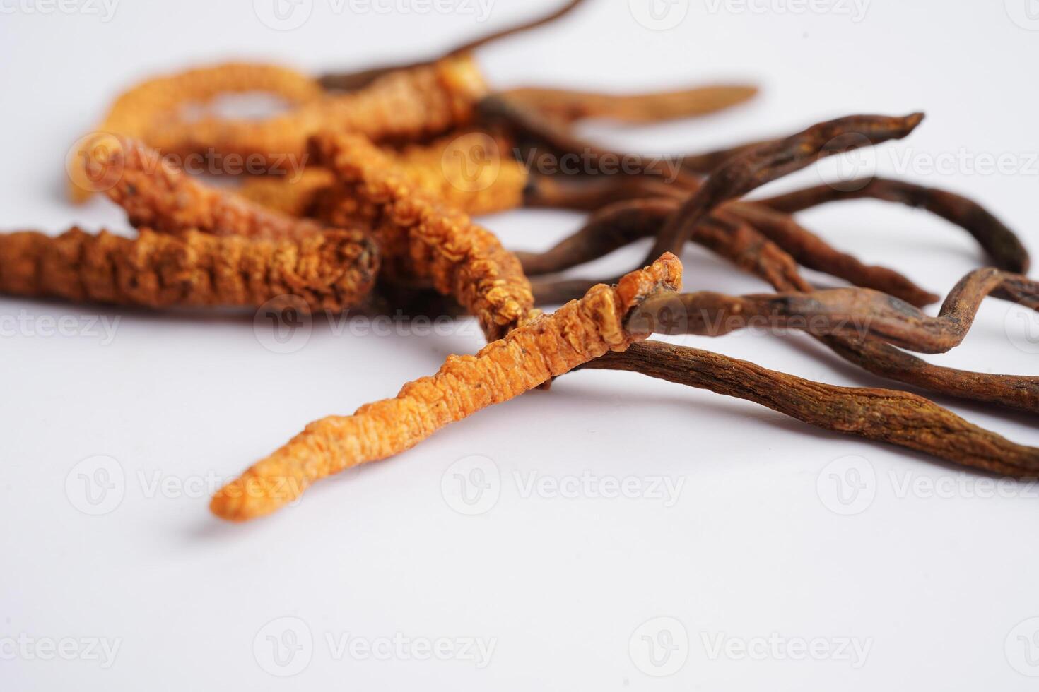 Cordyceps sinensis or Ophiocordyceps sinensis isolated on white background, mushroom herb treatment medicine. photo