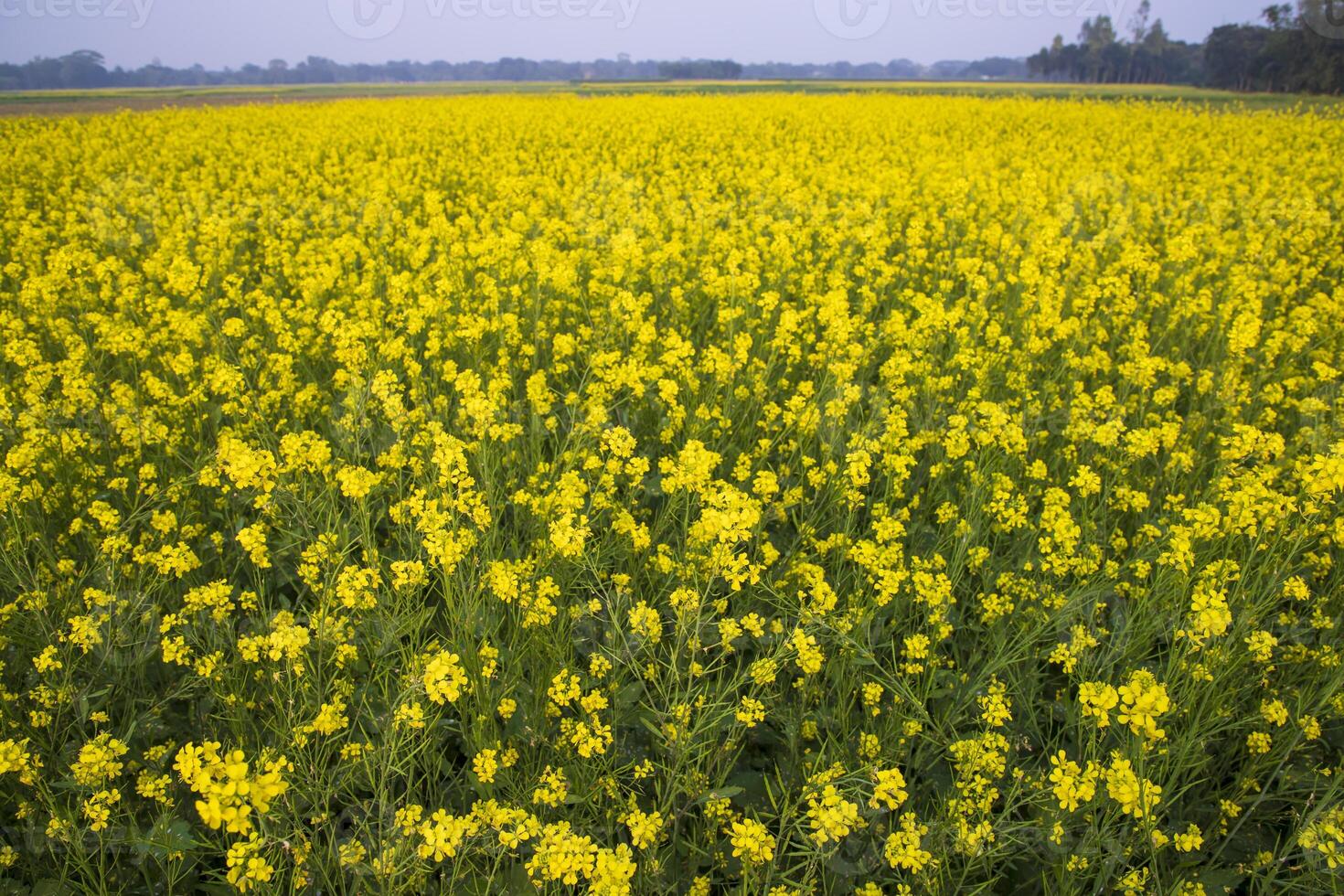 Beautiful Floral Landscape View of Rapeseed  in a field with blue sky in the countryside of Bangladesh photo