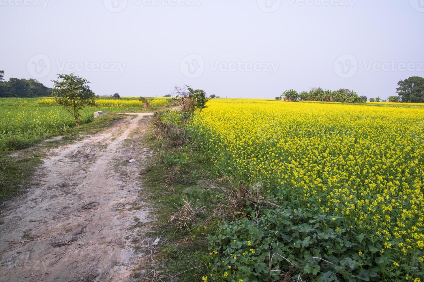 Rural dirt road through the rapeseed field with the blue sky background photo