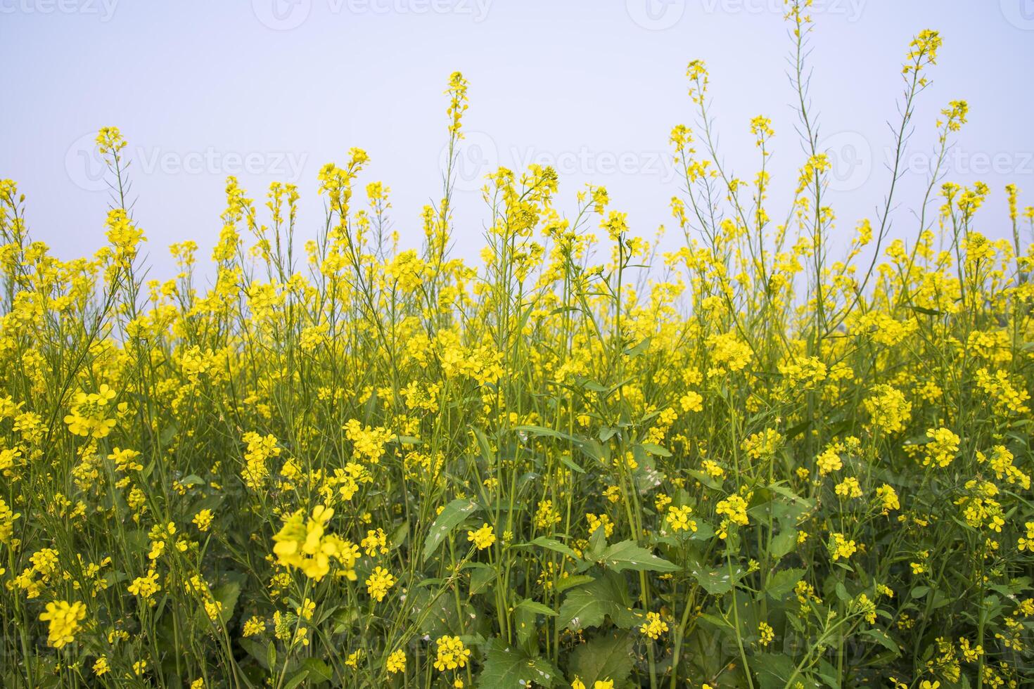 Outdoor yellow Rapeseed Flowers Field Countryside of Bangladesh photo