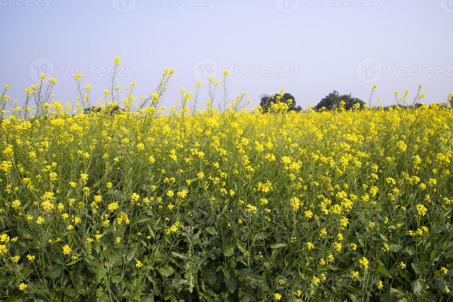 Outdoor yellow Rapeseed Flowers Field Countryside of Bangladesh photo