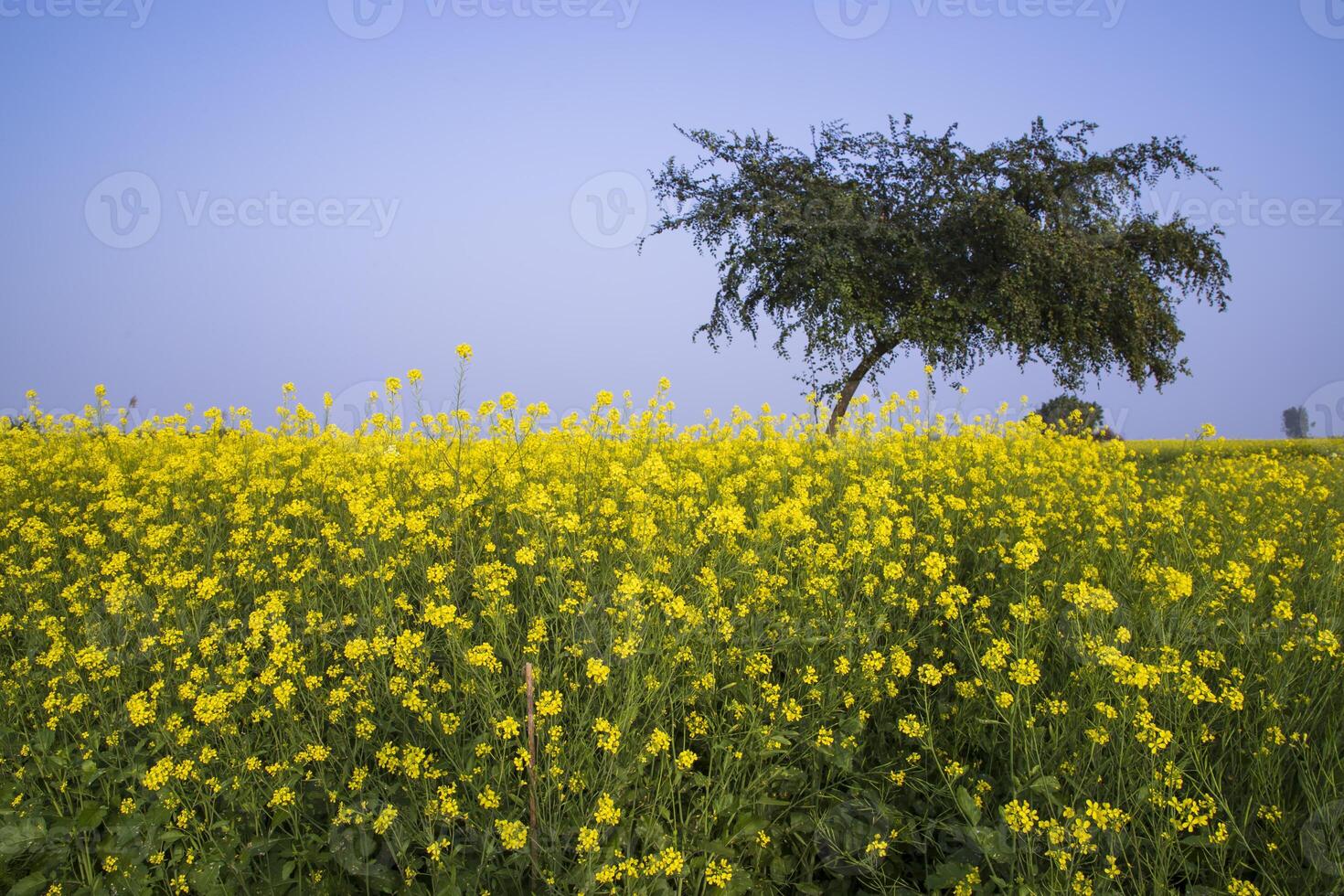 Outdoor yellow Rapeseed Flowers Field Countryside of Bangladesh photo