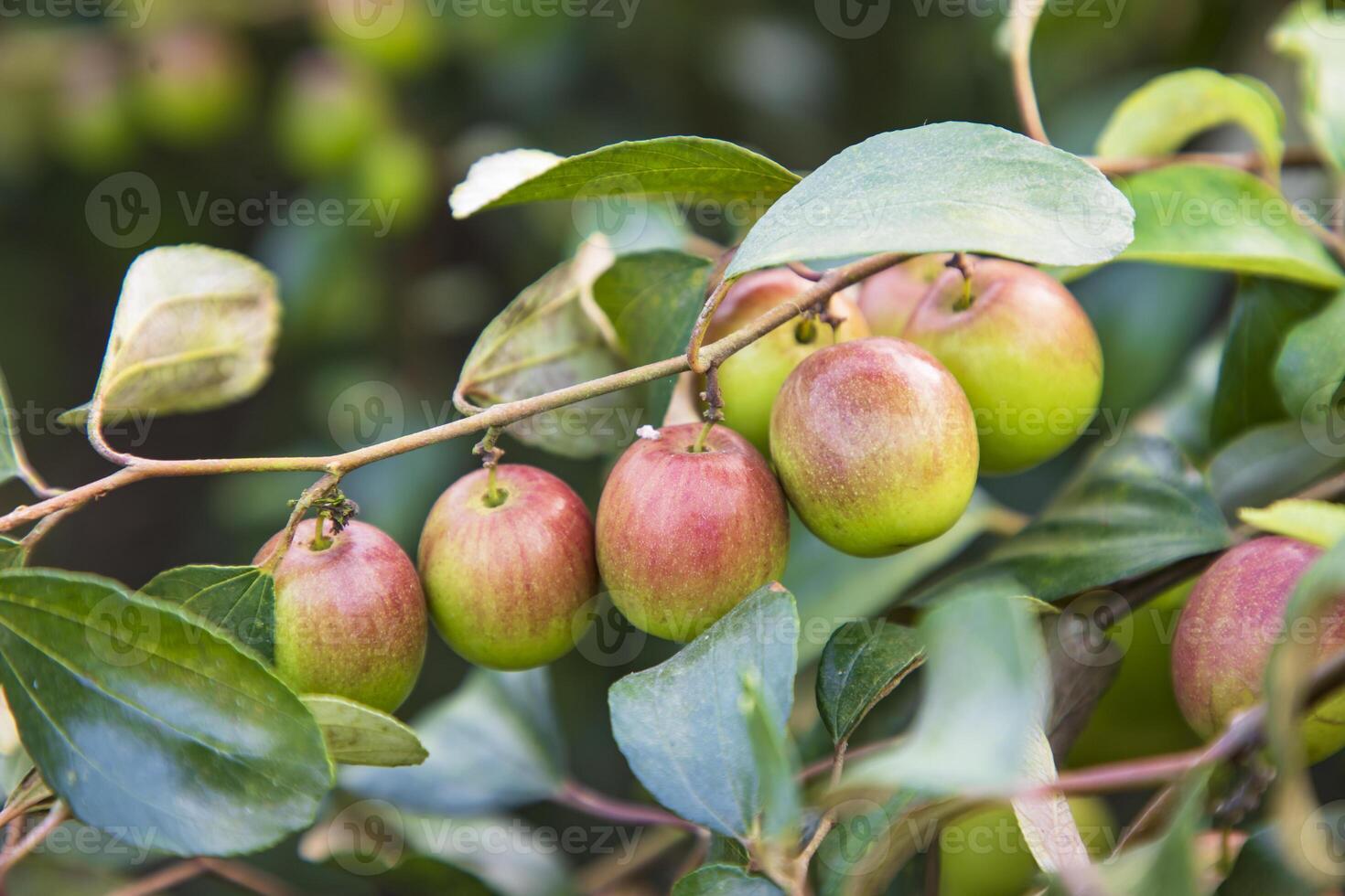 Red jujube fruits or apple kul boroi on a branch in the garden. Selective Focus with Shallow depth of field photo