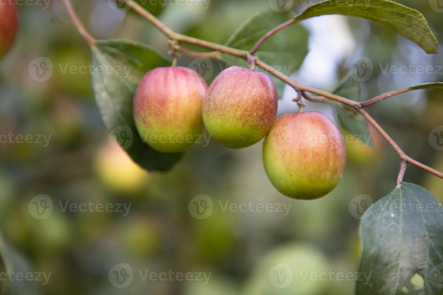 Red jujube fruits or apple kul boroi on a branch in the garden. Selective Focus with Shallow depth of field photo