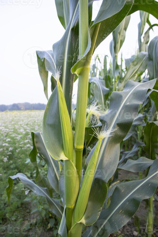 agricultural field of corn with young maize cobs growing on the  farm photo