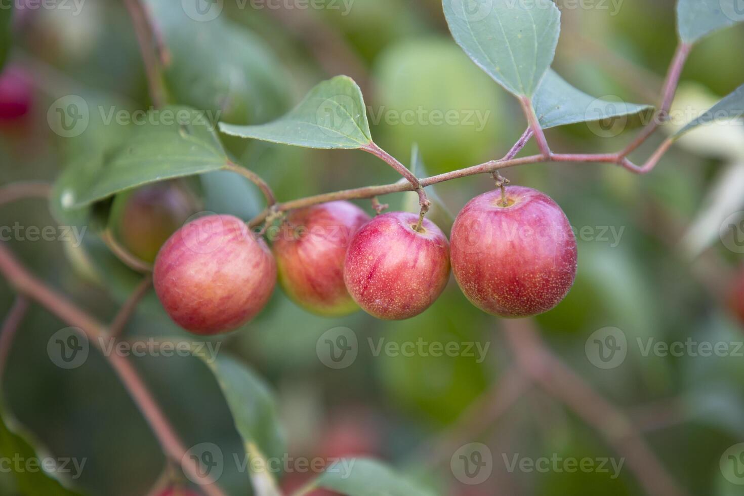 rojo pastilla frutas o manzana kul boroi en un rama en el jardín. selectivo atención con superficial profundidad de campo foto