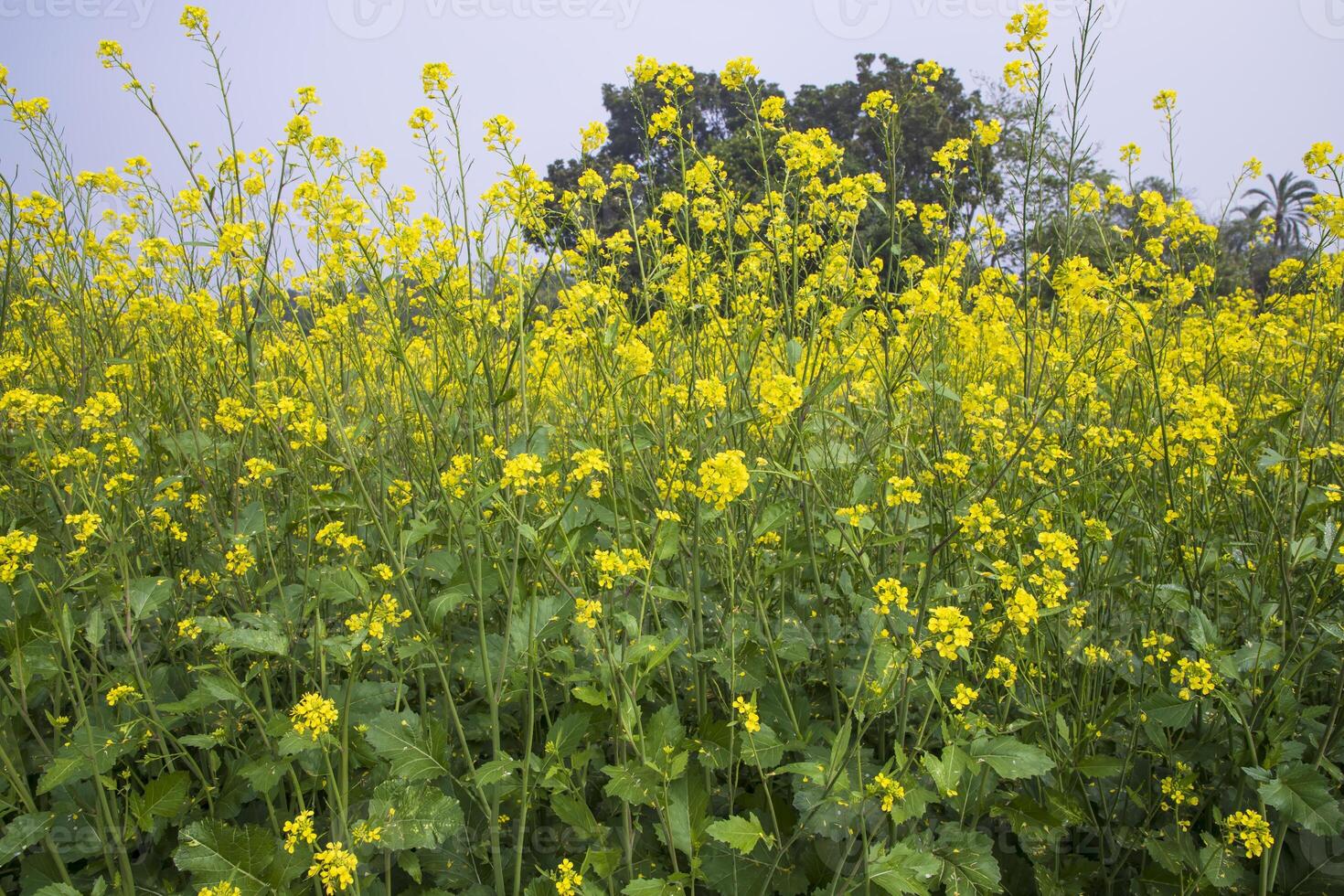 Outdoor yellow Rapeseed Flowers Field Countryside of Bangladesh photo