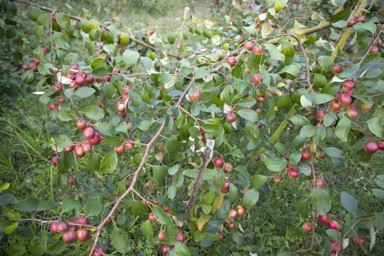Fruit tree with unripe Red jujube fruits or apple kul boroi  in the garden photo