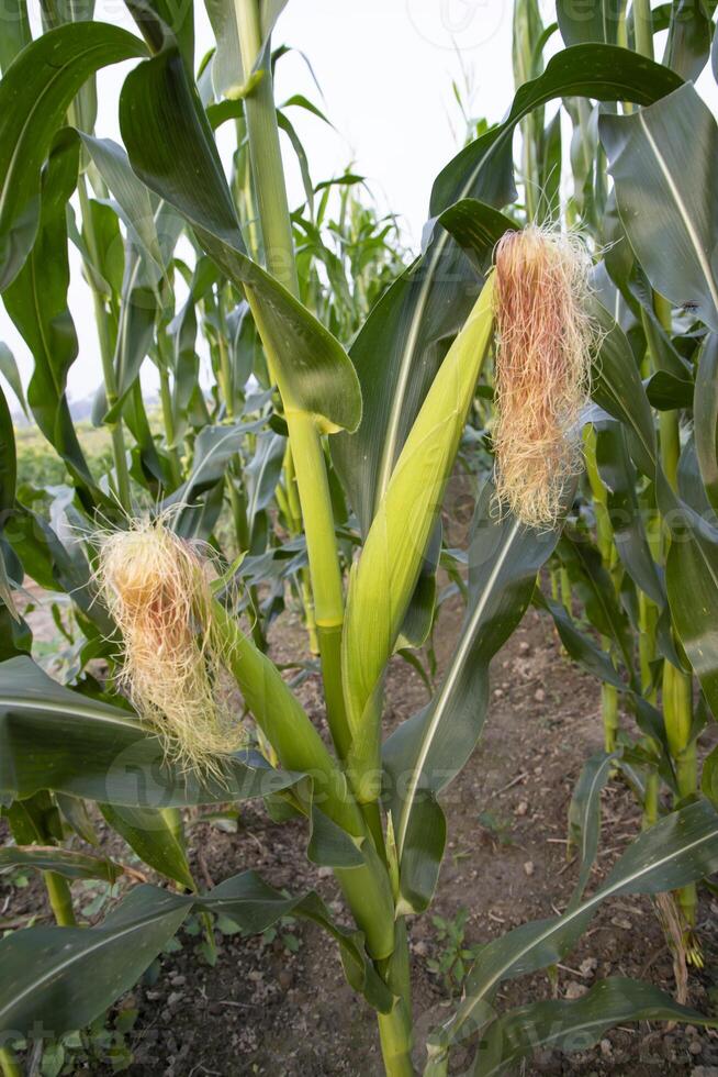 agrícola campo de maíz con joven maíz mazorcas creciente en el granja foto