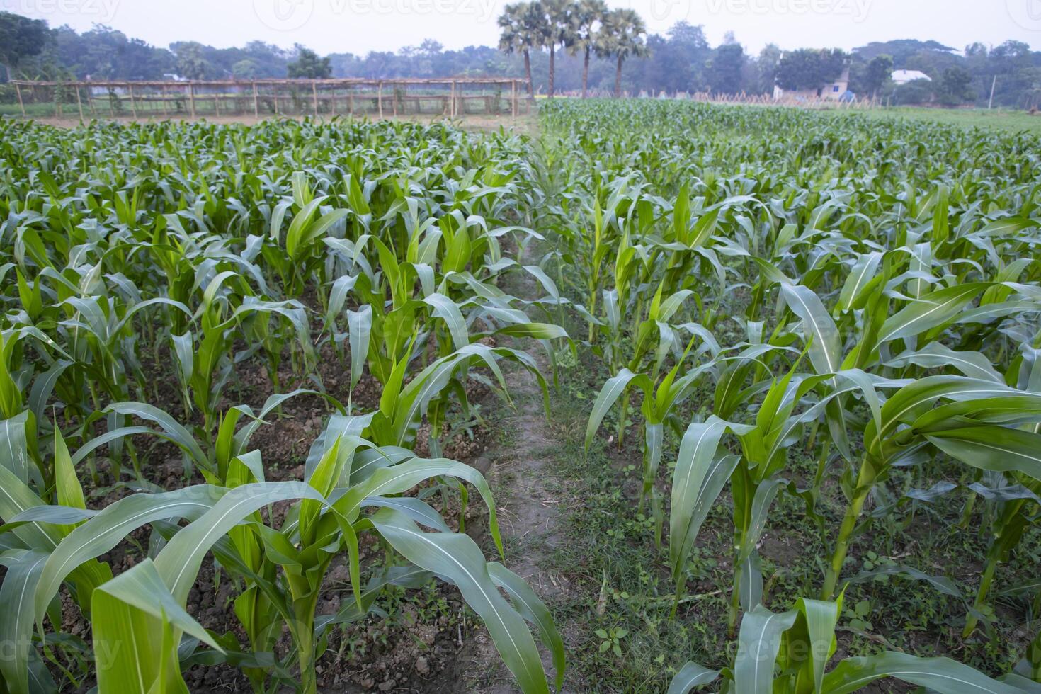 Agriculture corn fields growing in the harvest countryside of Bangladesh photo