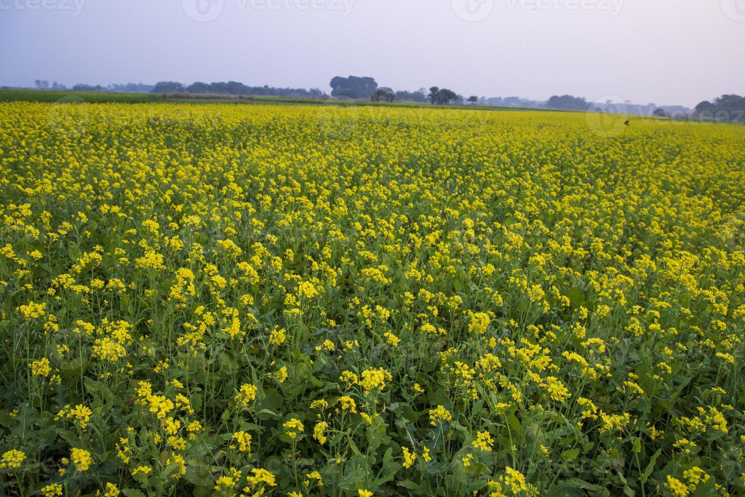 Beautiful Floral Landscape View of Rapeseed  in a field with blue sky in the countryside of Bangladesh photo
