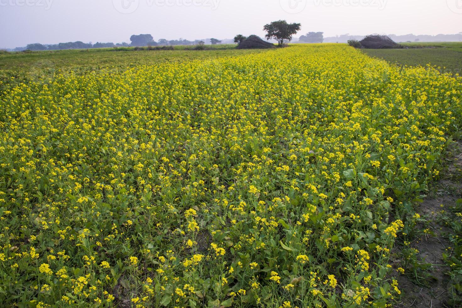 Beautiful Floral Landscape View of Rapeseed  in a field with blue sky in the countryside of Bangladesh photo