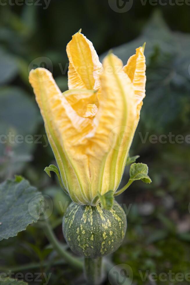 Green Organic vegetable sweet pumpkin small yellow flower in the garden, Young Pumpkin natural pollination in the field of countryside in Bangladesh photo