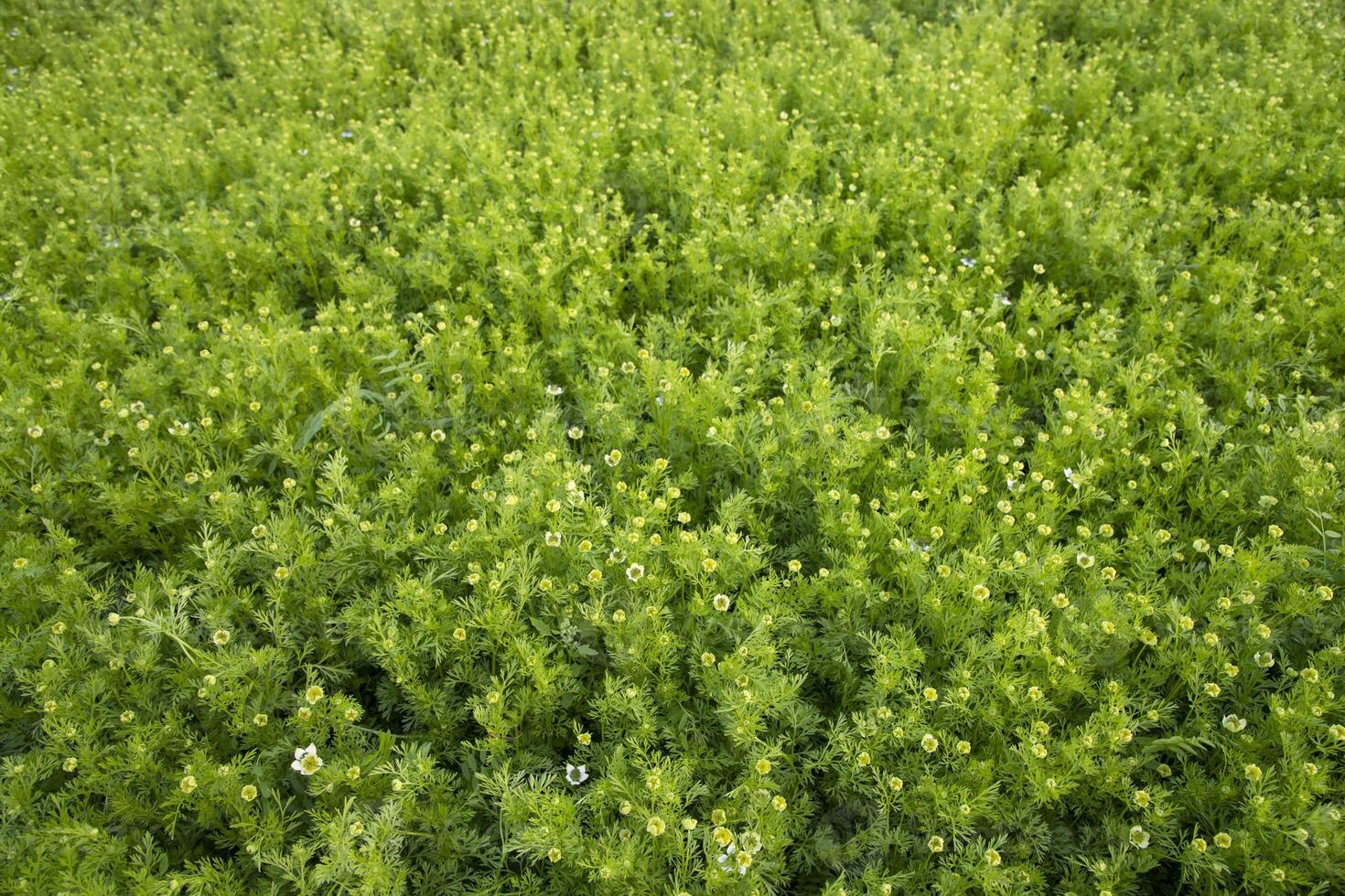 Blooming White Nigella sativa flowers in the field. Top view Texture background photo