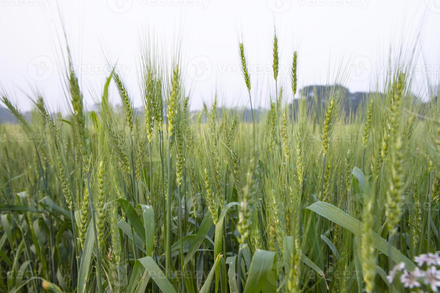 de cerca verde trigo espiga grano en el campo foto