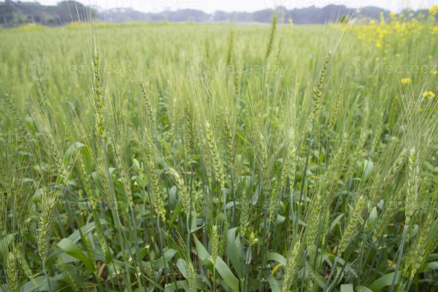 Close-up green Wheat  Spike grain in the field photo