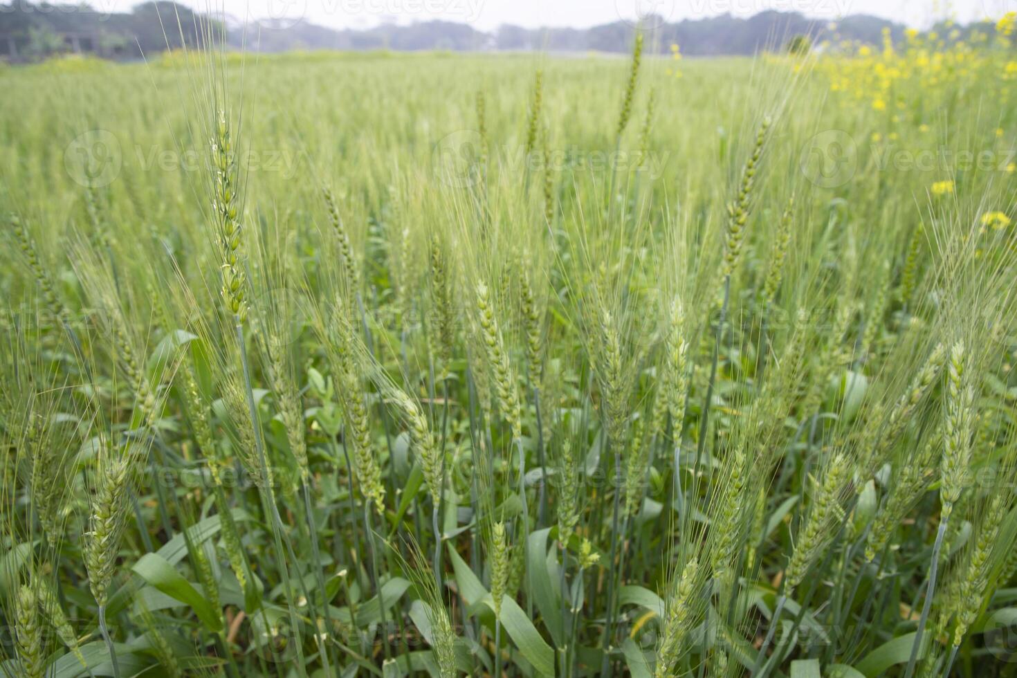 de cerca verde trigo espiga grano en el campo foto